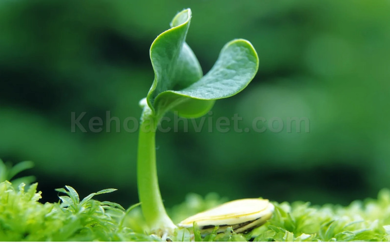 Mệnh mộc nên kinh doanh gì? - Kehoachviet.com