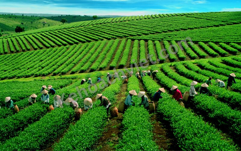 Dân số tỉnh Bắc Kạn - Kehoachviet.com 2