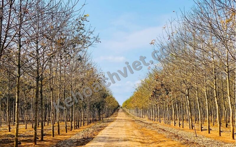 Dân số tỉnh Dak Lak - Kehoachviet.com 3