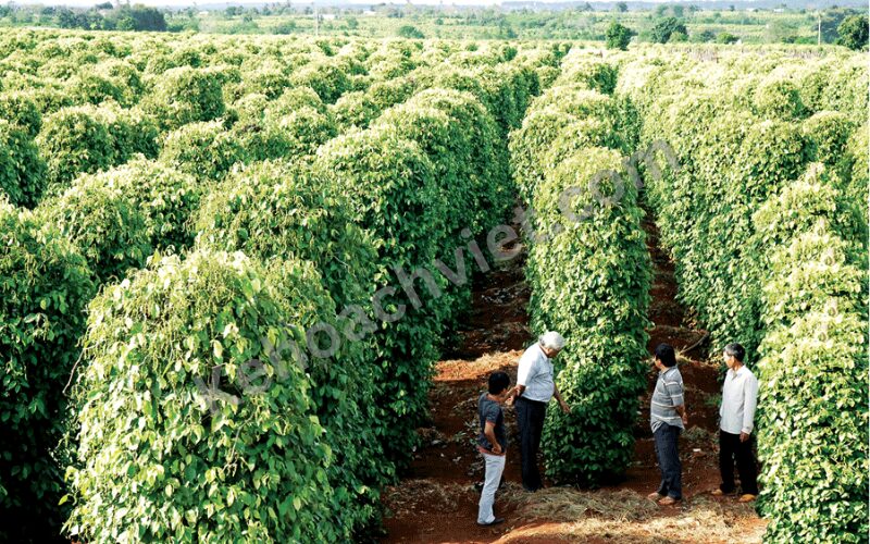 Dân số tỉnh gia lai - Kehoachviet.com 4