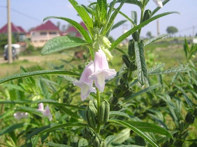 Thị trường hạt mè